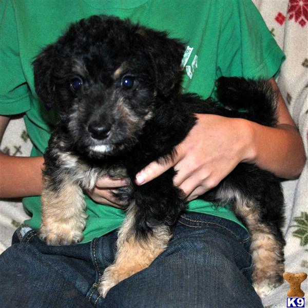 Mixed Breed Puppies
